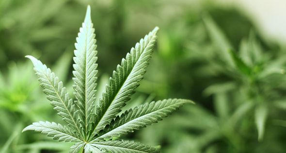 Cannabis Legalisierung in Deutschland durch Ampel-Koalition